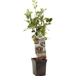 Appel patioboompje malus domestica rood boskoop|ohgreen Clearance