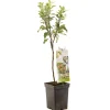 Appel patioboompje malus domestica|ohgreen Sale