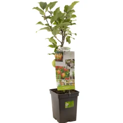 Appel patioboompje malus domestica delcorf|ohgreen Clearance