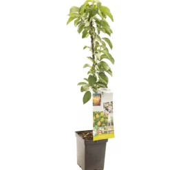 Appelboom domestica bolero zuilvorm|ohgreen Sale