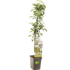 Appelboom domestica polka zuilvorm|ohgreen New