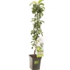 Appelboom malus domestica greencats zuilvorm|ohgreen Online