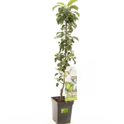 Appelboom malus domestica greencats zuilvorm|ohgreen Online
