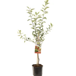 Appelboom malus domestica gloster laagstam|ohgreen Clearance
