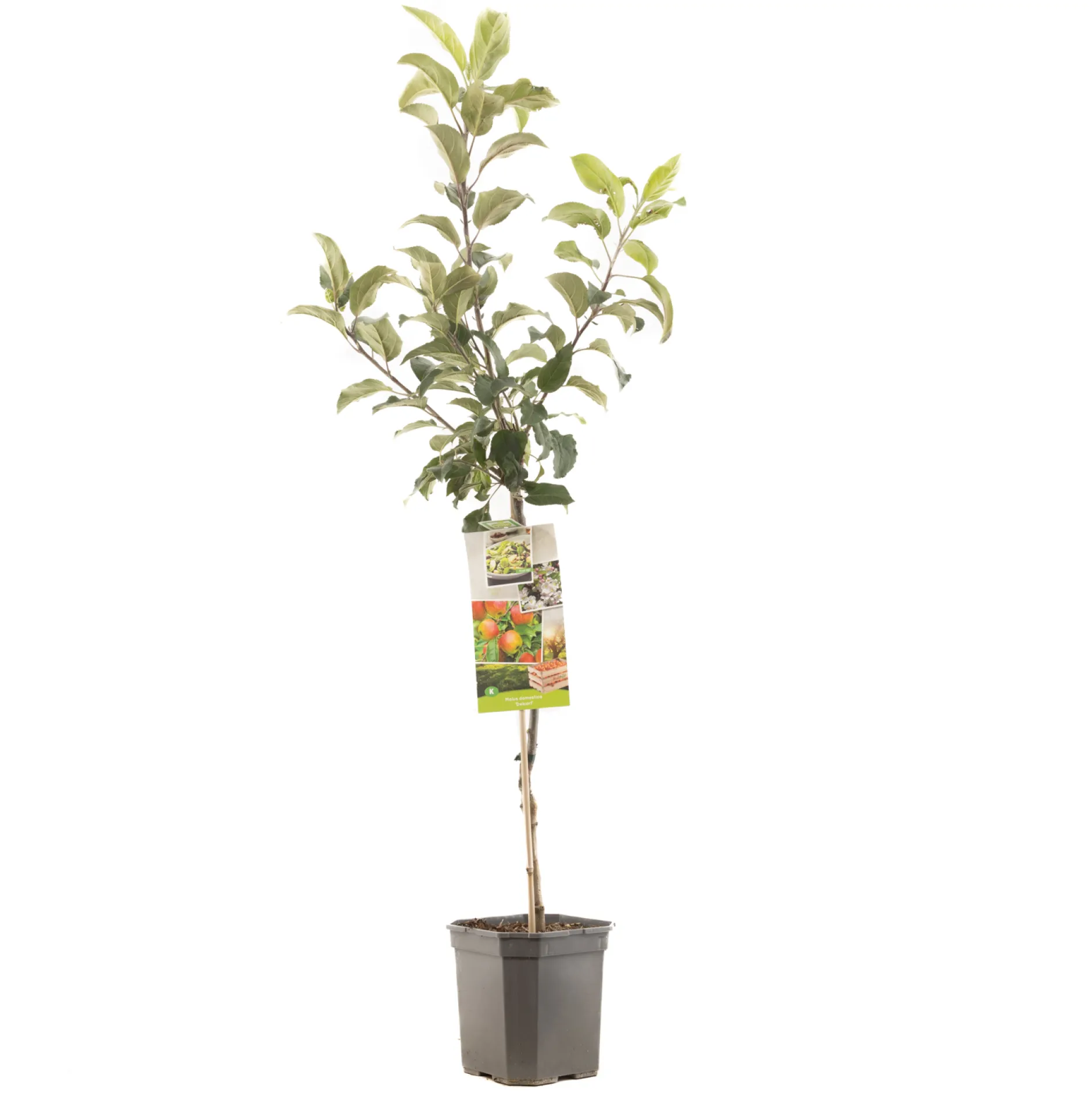 Appelboom malus domestica delcorf laagstam|ohgreen Clearance