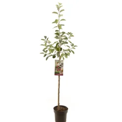 Appelboom malus domestica rood boskoop halfstam|ohgreen Sale