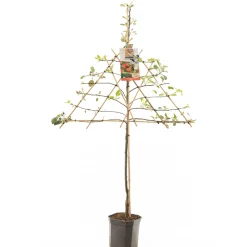 Appelboom malus domestica elstar leiboom|ohgreen