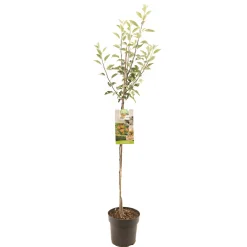Appelboom malus domestica cox's halfstam|ohgreen New