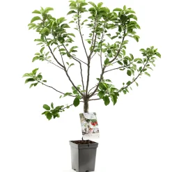 Appelboom malus domestica dwergboompje|ohgreen Online