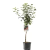 Appelboom malus domestica zoete ermgaard laagstam|ohgreen Outlet