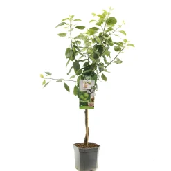 Appelboom malus domestica granny smith laagstam|ohgreen
