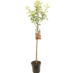 Appelboom malus domestica royal gala halfstam|ohgreen Hot