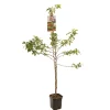 Appelboom malus red sentinel ( sierappel ) laagstam|ohgreen Discount