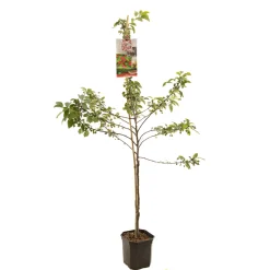 Appelboom malus red sentinel ( sierappel ) laagstam|ohgreen Discount