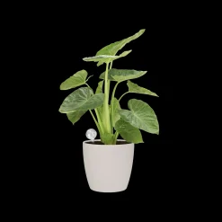 AQUA CARE TRANSPARANT|ohgreen Best