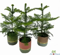 Araucaria in keramiek|ohgreen Outlet