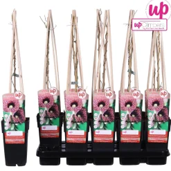 Aristolochia macrophylla|ohgreen Hot