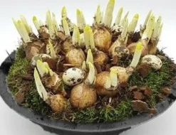 Arrangement narcis zink p29 h20|ohgreen New