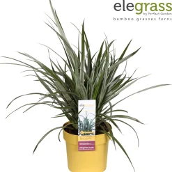 Astelia Silver Shadow|ohgreen Online