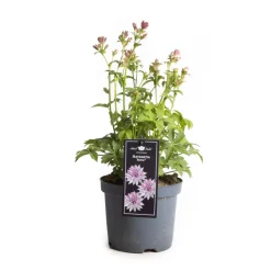 Astrantia premium mix (Zzeeuws knoopje )|ohgreen Sale