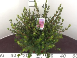 Azalea japonica|ohgreen Online