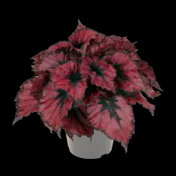 Begonia Kohala Red|ohgreen Best