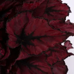 Begonia Kohala Red|ohgreen Best