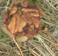 Berghooi met appel 500 gr.|ohgreen Clearance