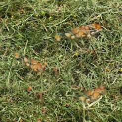 Berghooi met tarwe en mais 500gr|ohgreen Best