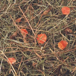 Berghooi met wortel 500gr.|ohgreen Discount