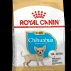Bhn chihuahua puppy 500g|ohgreen