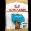 Bhn dachshund puppy 1.5kg|ohgreen