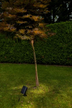 Bingo solar prikspot|ohgreen Clearance