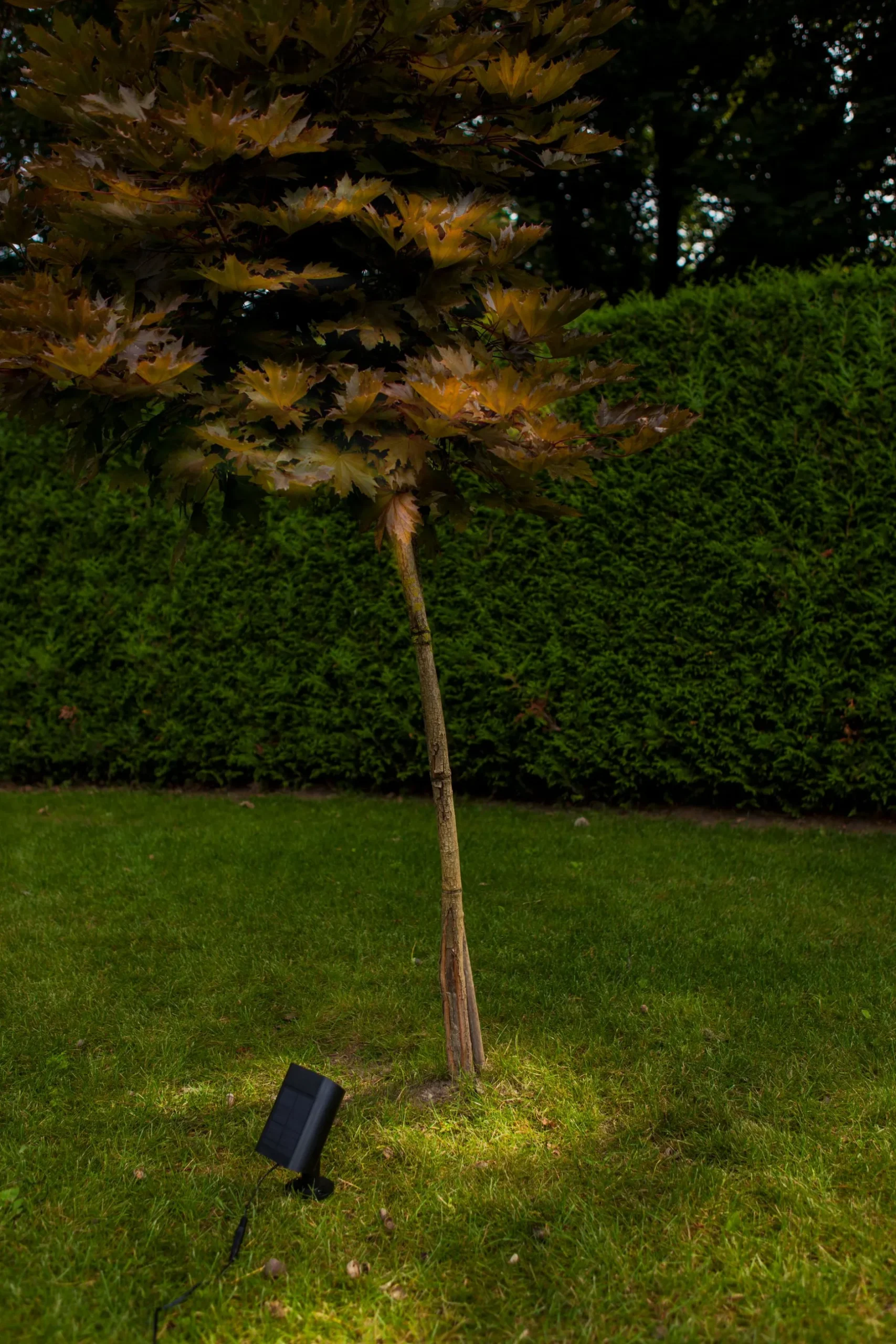 Bingo solar prikspot|ohgreen Clearance