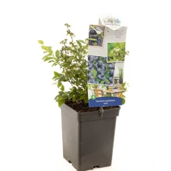 Blauwe bessenstruik vaccinium corymbosum arto zeer vorstbestendig|ohgreen Best