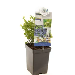 Blauwe bessenstruik vaccinium corymbosum alvar zeer vorstbestendig|ohgreen Online