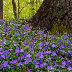 Bodembedekker p9|ohgreen New