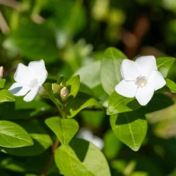 Bodembedekker p9|ohgreen New