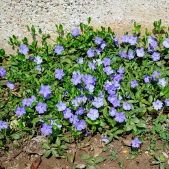 Bodembedekker p9|ohgreen New