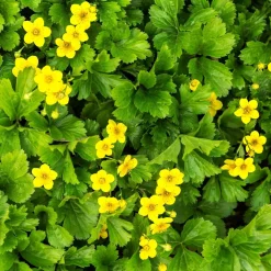 Bodembedekker p9|ohgreen New