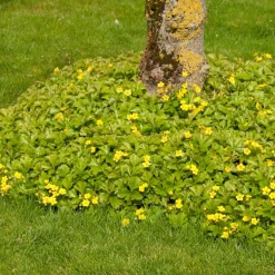 Bodembedekker p9|ohgreen New