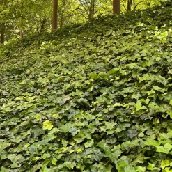 Bodembedekker p9|ohgreen New