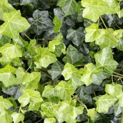 Bodembedekker p9|ohgreen New