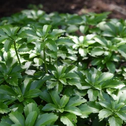 Bodembedekker p9|ohgreen New