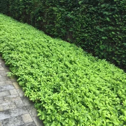 Bodembedekker p9|ohgreen New