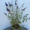 Buddleja davidii Empire Blue ( Vlinderstruik )|ohgreen Outlet