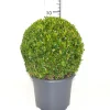 Buxus bol in grijze decopot p26 h45|ohgreen Sale