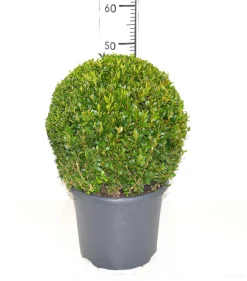 Buxus bol in grijze decopot p26 h45|ohgreen Sale