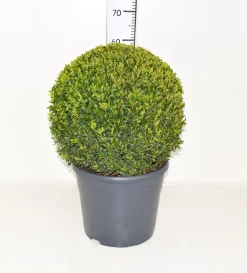 Buxus sempervirens bol p31 h70|ohgreen Online