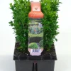 Buxus sempervirens 6-pack p9 h15|ohgreen New